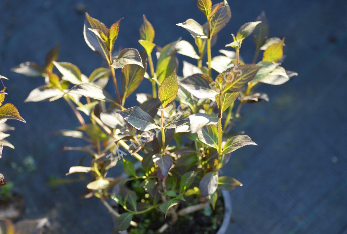 Vajgélie květnatá 'Nana Purpurea' - Weigela florida 'Nana Purpurea'