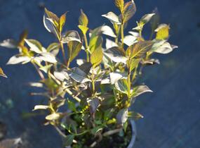 Vajgélie květnatá 'Nana Purpurea' - Weigela florida 'Nana Purpurea'