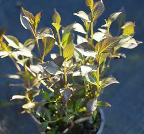 Vajgélie květnatá 'Nana Purpurea' - Weigela florida 'Nana Purpurea'