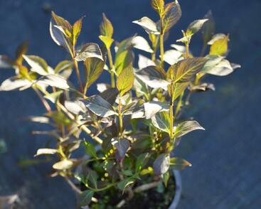 Vajgélie květnatá 'Nana Purpurea'