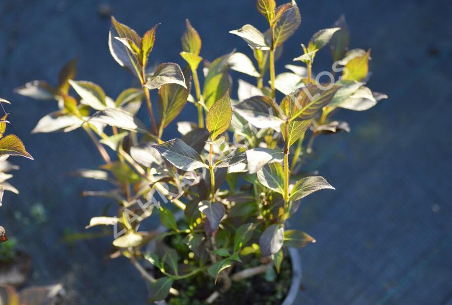 Vajgélie květnatá 'Nana Purpurea' - Weigela florida 'Nana Purpurea'