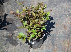 Vajgélie květnatá 'Nana Purpurea' - Weigela florida 'Nana Purpurea'