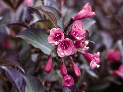 Vajgélie květnatá 'Nana Purpurea' - Weigela florida 'Nana Purpurea'