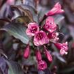 Vajgélie květnatá 'Nana Purpurea' - Weigela florida 'Nana Purpurea'