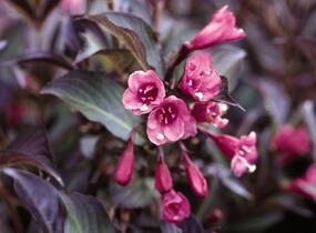 Vajgélie květnatá 'Nana Purpurea' - Weigela florida 'Nana Purpurea'