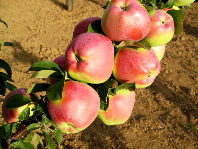 Jabloň zimní 'Kordona' - Malus domestica 'Kordona'