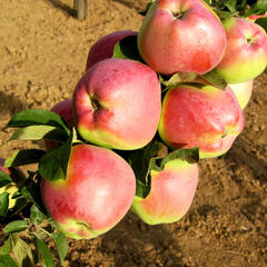 Jabloň zimní 'Kordona' - Malus domestica 'Kordona'