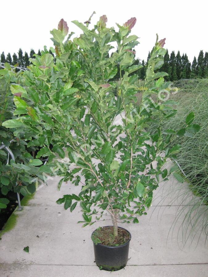 Šácholan Loebnerův 'Leonard Messel' - Magnolia loebneri 'Leonard Messel'