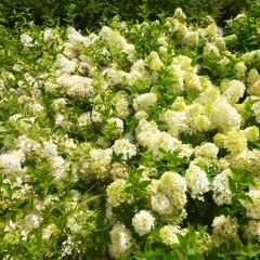 Hortenzie latnatá 'Silver Dollar' - Hydrangea paniculata 'Silver Dollar'