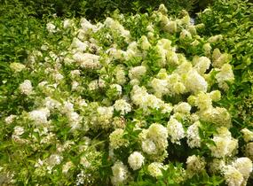 Hortenzie latnatá 'Silver Dollar' - Hydrangea paniculata 'Silver Dollar'