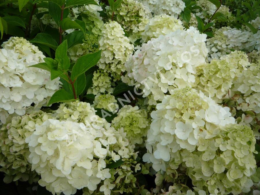 Hortenzie latnatá 'Silver Dollar' - Hydrangea paniculata 'Silver Dollar'