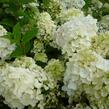 Hortenzie latnatá 'Silver Dollar' - Hydrangea paniculata 'Silver Dollar'