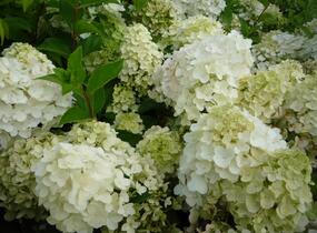 Hortenzie latnatá 'Silver Dollar' - Hydrangea paniculata 'Silver Dollar'