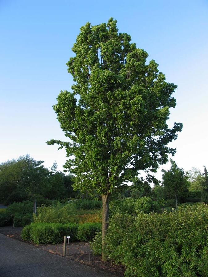 Habr obecný 'Frans Fontaine' - Carpinus betulus 'Frans Fontaine'