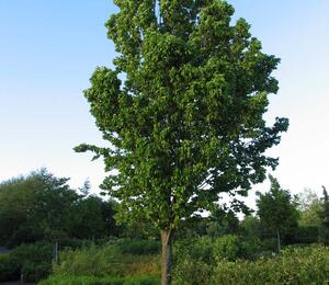 Habr obecný 'Frans Fontaine' - Carpinus betulus 'Frans Fontaine'