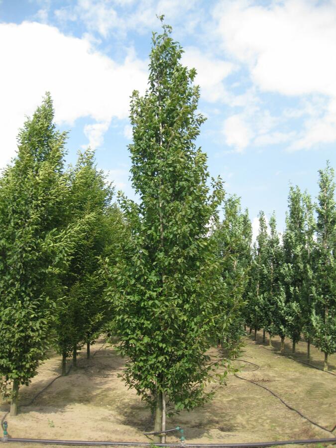 Habr obecný 'Frans Fontaine' - Carpinus betulus 'Frans Fontaine'