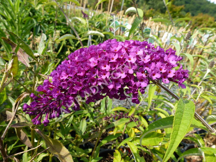 Motýlí keř, Komule Davidova 'Royal Red' - Buddleja davidii 'Royal Red'