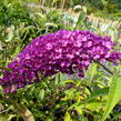 Motýlí keř, Komule Davidova 'Royal Red' - Buddleja davidii 'Royal Red'