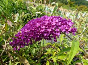 Motýlí keř, Komule Davidova 'Royal Red' - Buddleja davidii 'Royal Red'