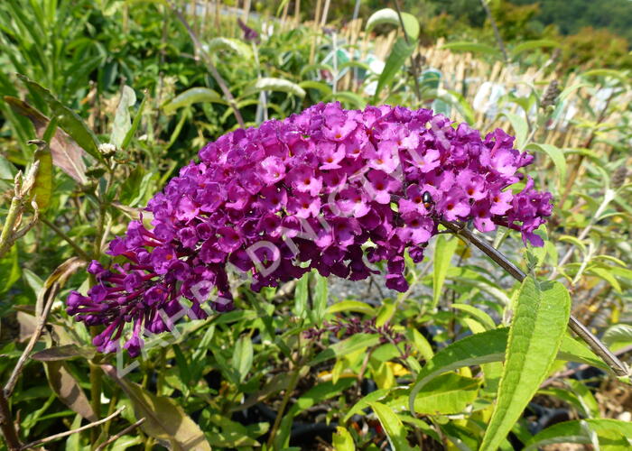 Motýlí keř, Komule Davidova 'Royal Red' - Buddleia davidii 'Royal Red'