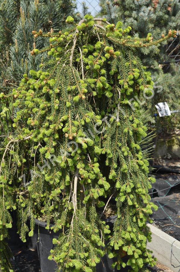 Smrk ztepilý 'Frohburg' - Picea abies 'Frohburg'