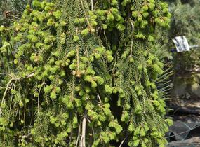 Smrk ztepilý 'Frohburg' - Picea abies 'Frohburg'