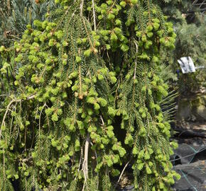 Smrk ztepilý 'Frohburg' - Picea abies 'Frohburg'