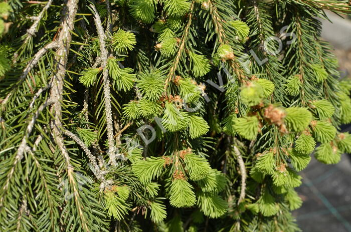 Smrk ztepilý 'Frohburg' - Picea abies 'Frohburg'