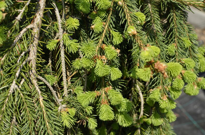 Zahradnictvi-flos.cz: Smrk ztepilý Frohburg - Picea abies Frohburg , Kontejner o objemu 7,5 litru velikost 20 - 40 cm