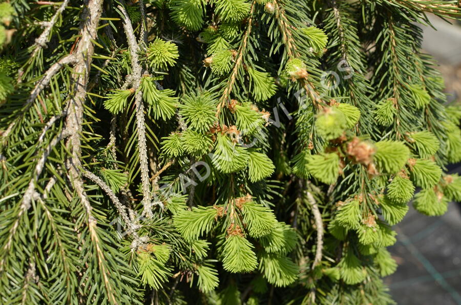 Smrk ztepilý 'Frohburg' - Picea abies 'Frohburg'