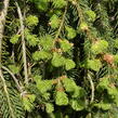 Smrk ztepilý 'Frohburg' - Picea abies 'Frohburg'