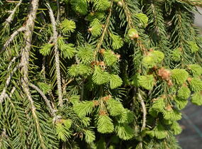 Smrk ztepilý 'Frohburg' - Picea abies 'Frohburg'