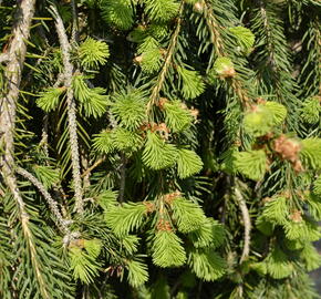 Smrk ztepilý 'Frohburg' - Picea abies 'Frohburg'