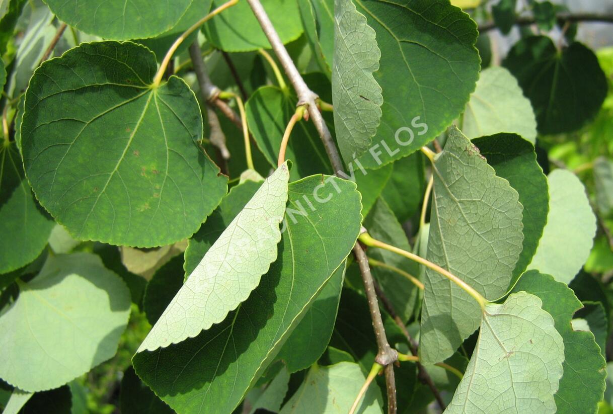 Zmarličník japonský 'Pendula' - Cercidiphyllum japonicum 'Pendula'