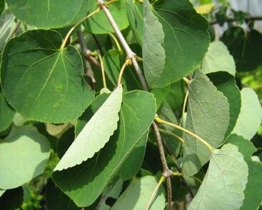 Zmarličník japonský 'Pendula'