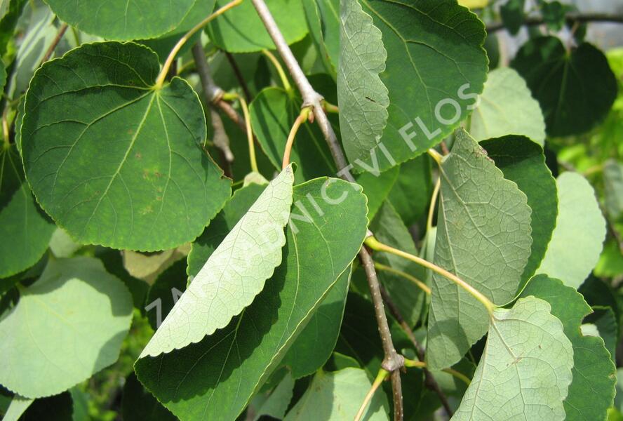 Zmarličník japonský 'Pendula' - Cercidiphyllum japonicum 'Pendula'