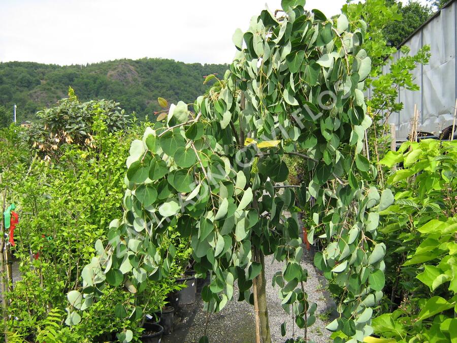 Zmarličník japonský 'Pendula' - Cercidiphyllum japonicum 'Pendula'