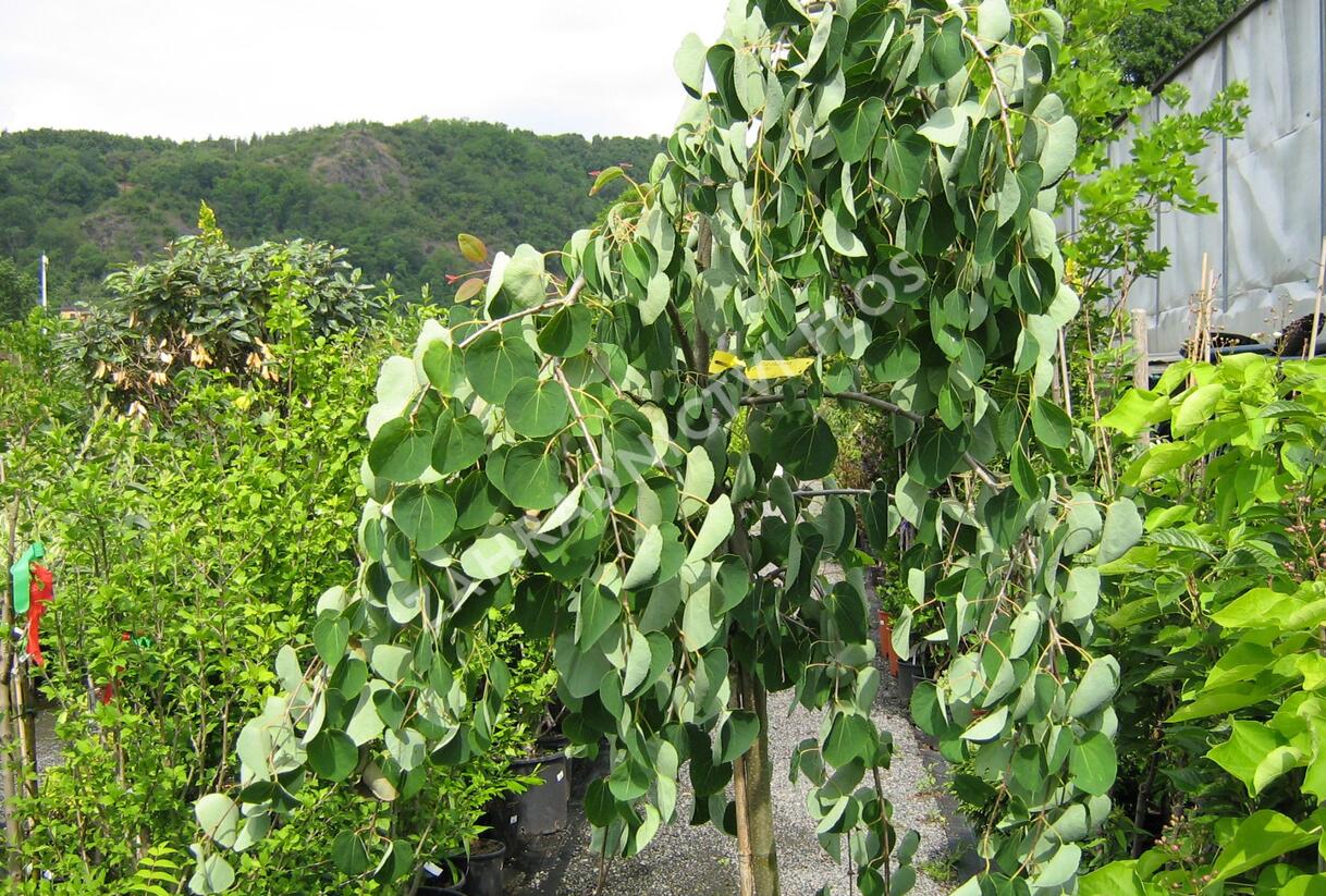 Zmarličník japonský 'Pendula' - Cercidiphyllum japonicum 'Pendula'
