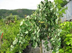 Zmarličník japonský 'Pendula' - Cercidiphyllum japonicum 'Pendula'