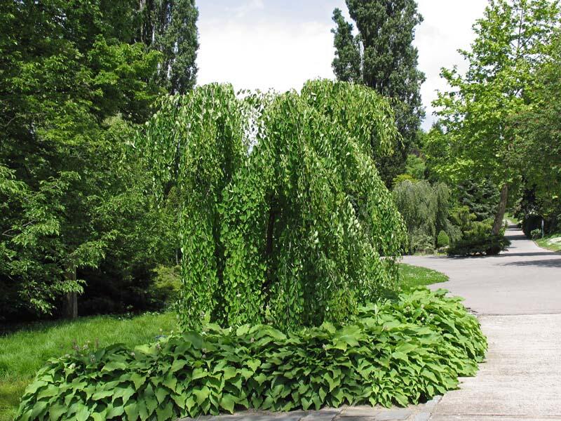 Zmarličník japonský 'Pendula' - Cercidiphyllum japonicum 'Pendula'