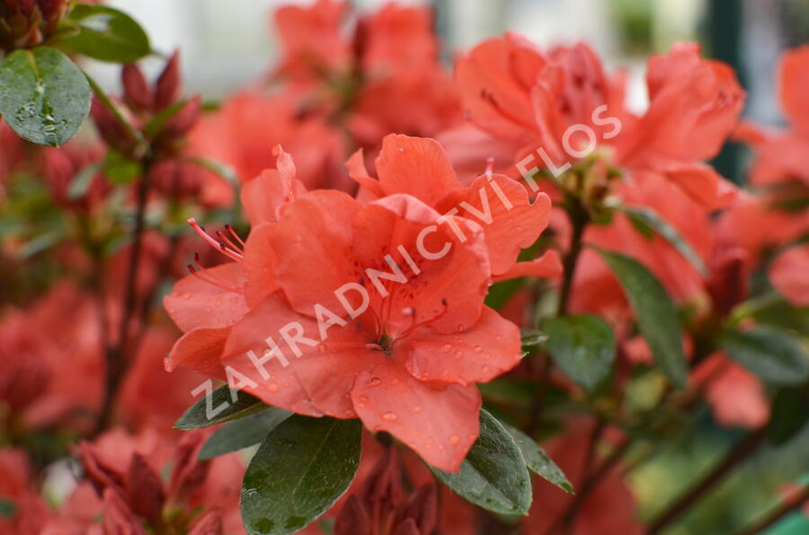 Azalka japonská 'Orange Beauty' - Azalea japonica 'Orange Beauty'