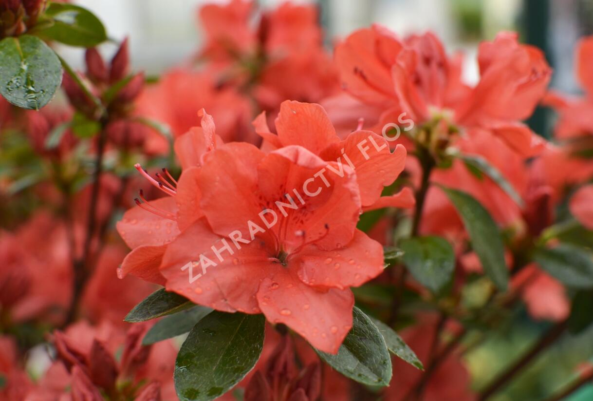 Azalka japonská 'Orange Beauty' - Azalea japonica 'Orange Beauty'