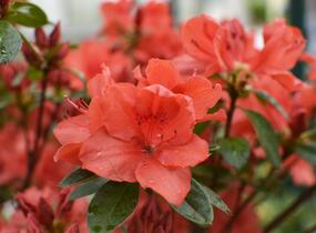 Azalka japonská 'Orange Beauty' - Azalea japonica 'Orange Beauty'