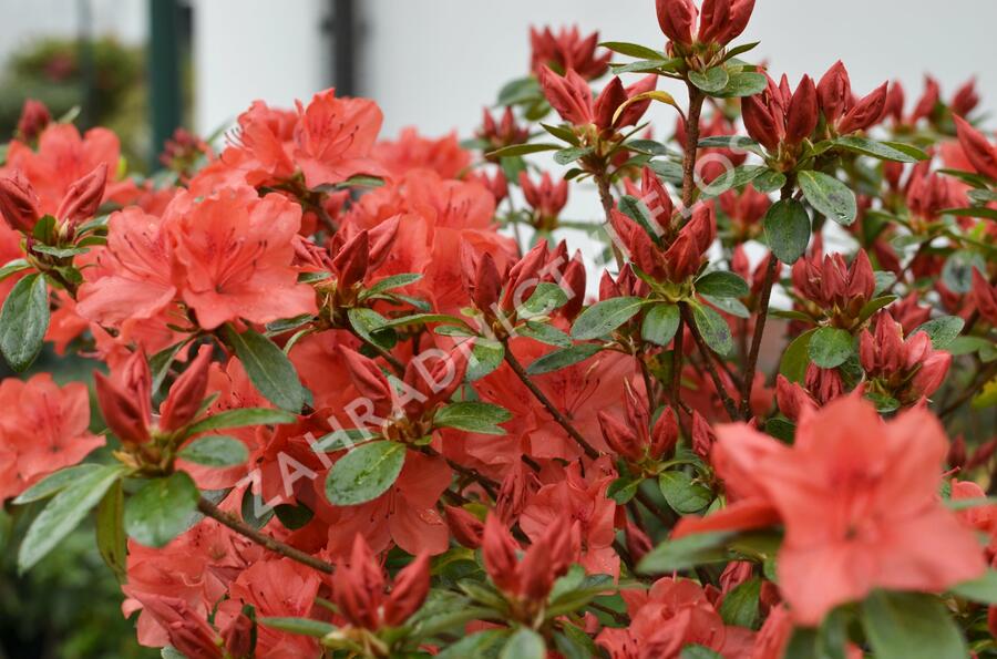 Azalka japonská 'Orange Beauty' - Azalea japonica 'Orange Beauty'