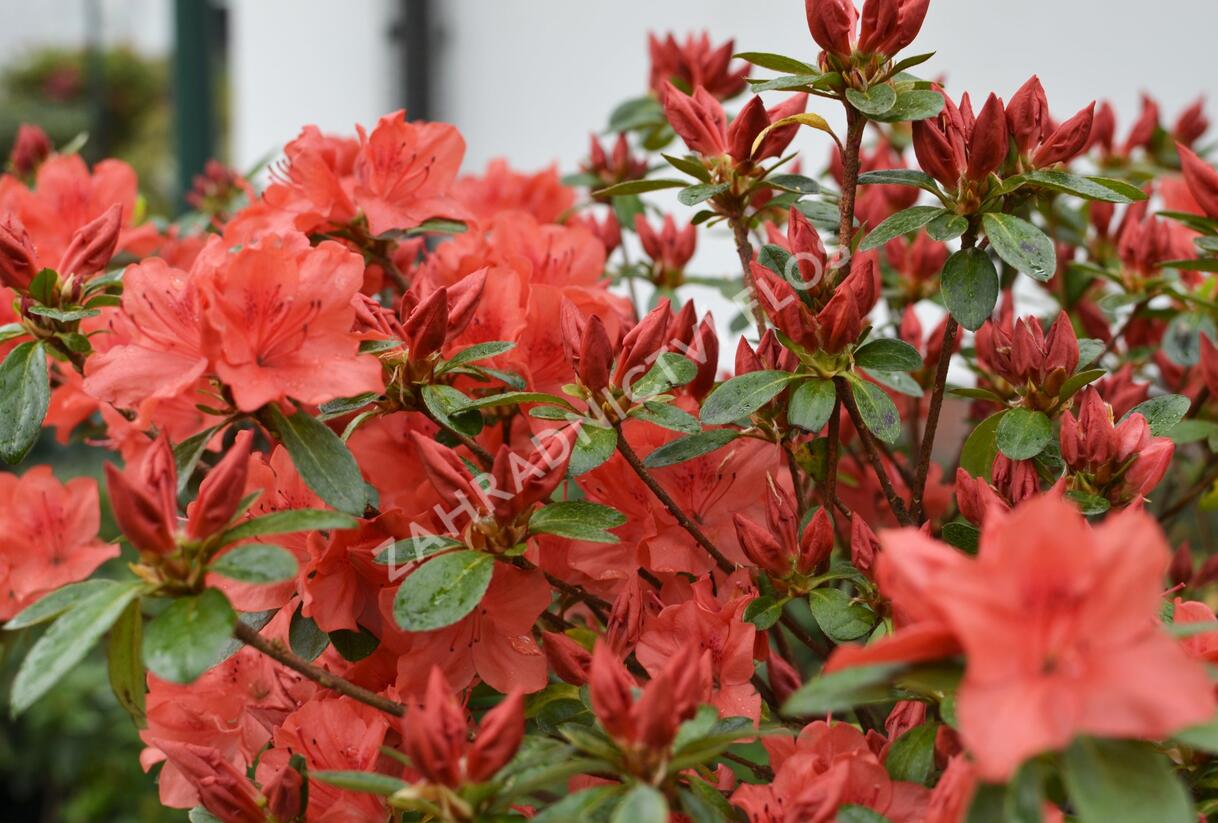 Azalka japonská 'Orange Beauty' - Azalea japonica 'Orange Beauty'