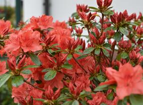 Azalka japonská 'Orange Beauty' - Azalea japonica 'Orange Beauty'