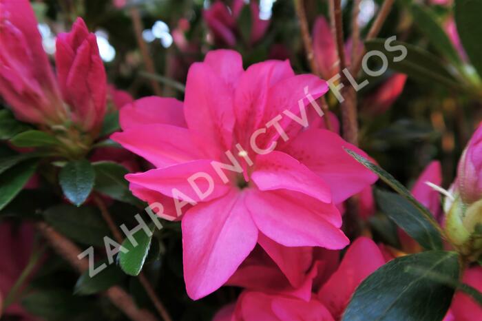 Azalka japonská 'Roza' - Azalea japonica 'Roza'