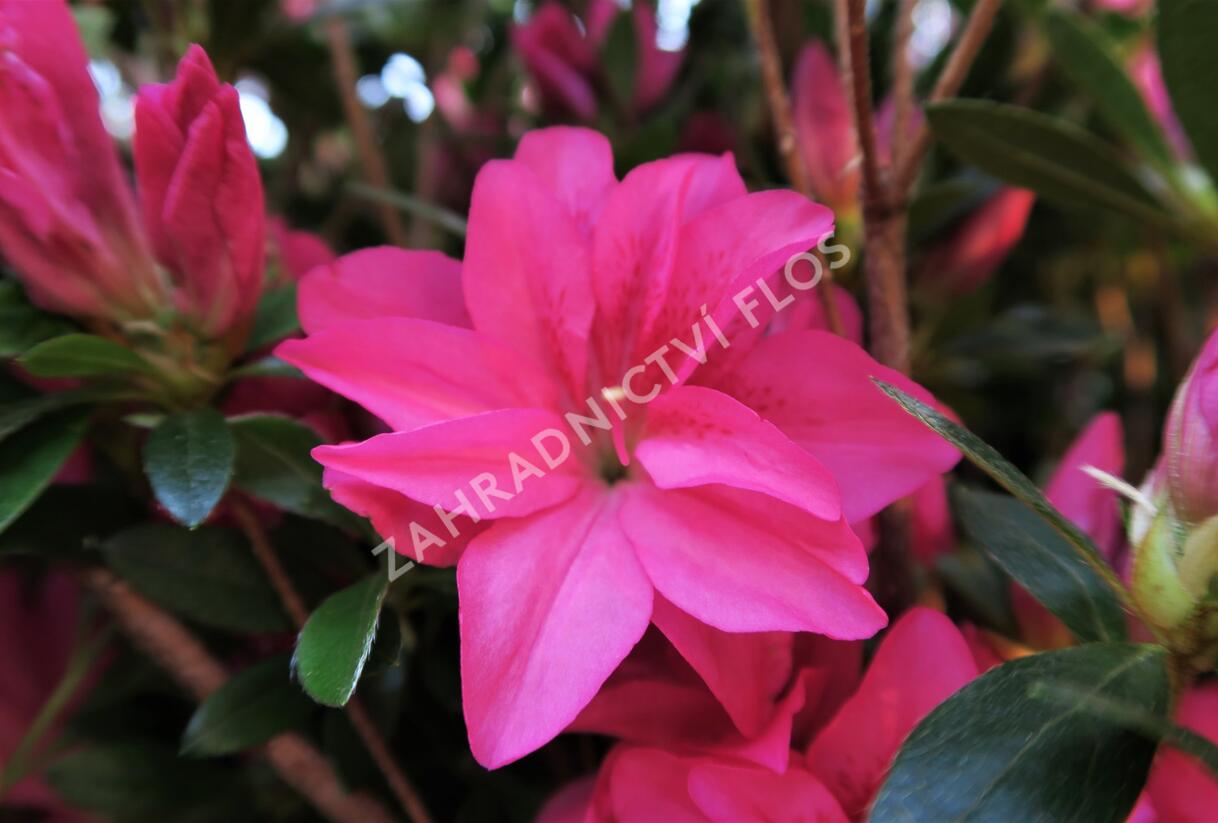 Azalka japonská 'Roza' - Azalea japonica 'Roza'