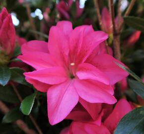 Azalka japonská 'Roza' - Azalea japonica 'Roza'