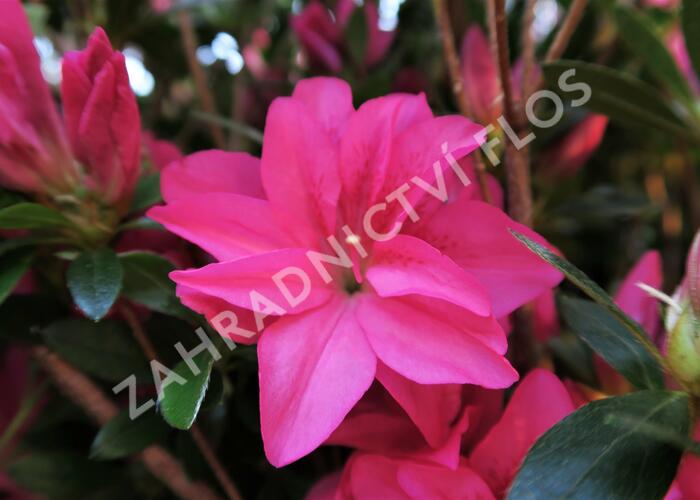 Azalka japonská 'Roza' - Azalea japonica 'Roza'